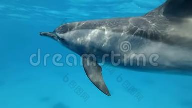 缓慢的运动，海豚非常接近在蓝色的水中的蓝色<strong>水面</strong>下在<strong>早晨</strong>的阳光下游泳。